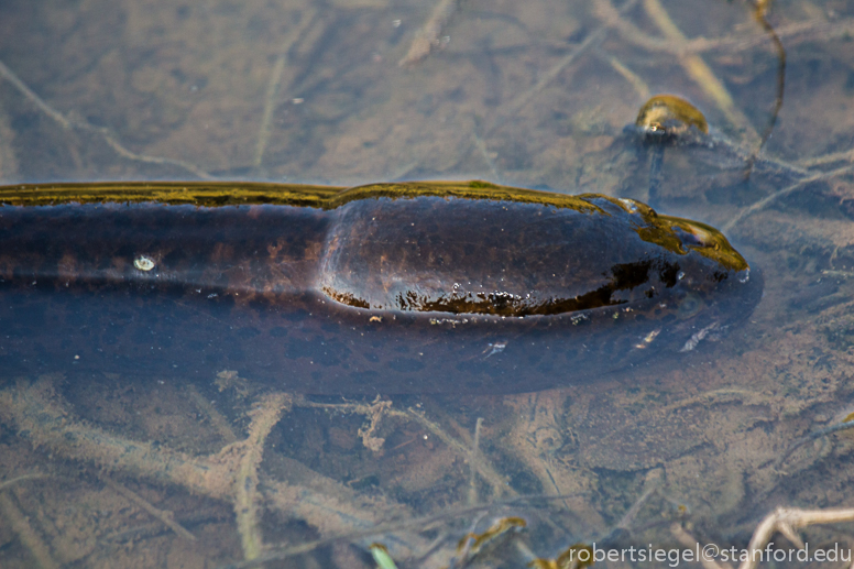 lungfish